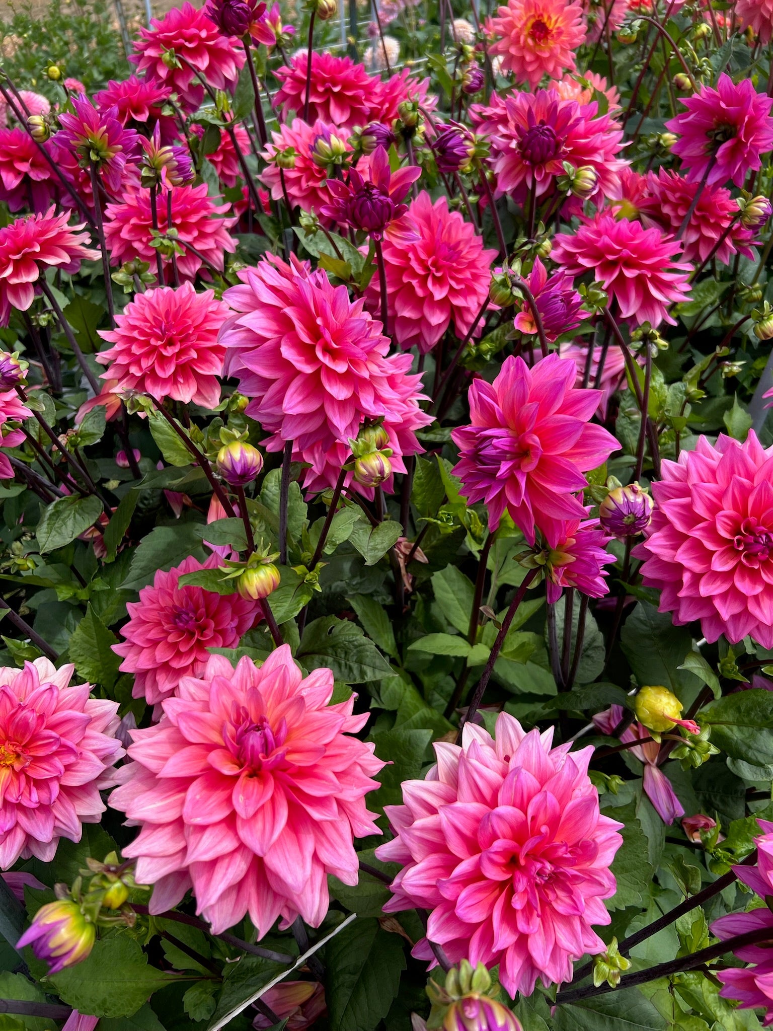 How to Keep Dahlias Blooming: What We’ve Learned Maintaining 10,000 Plants