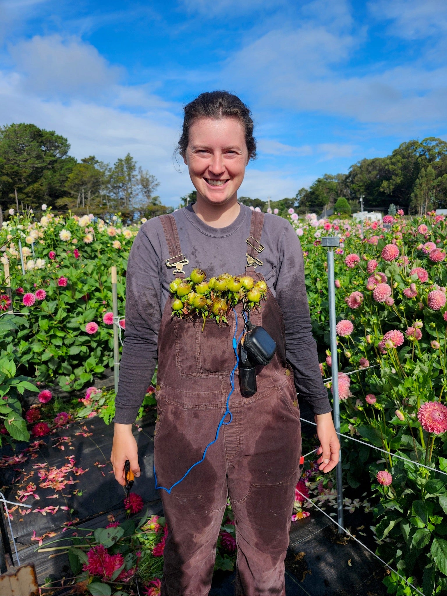 Dahlia Cuttings and Seedlings: How We Multiply and Hybridize Dahlias