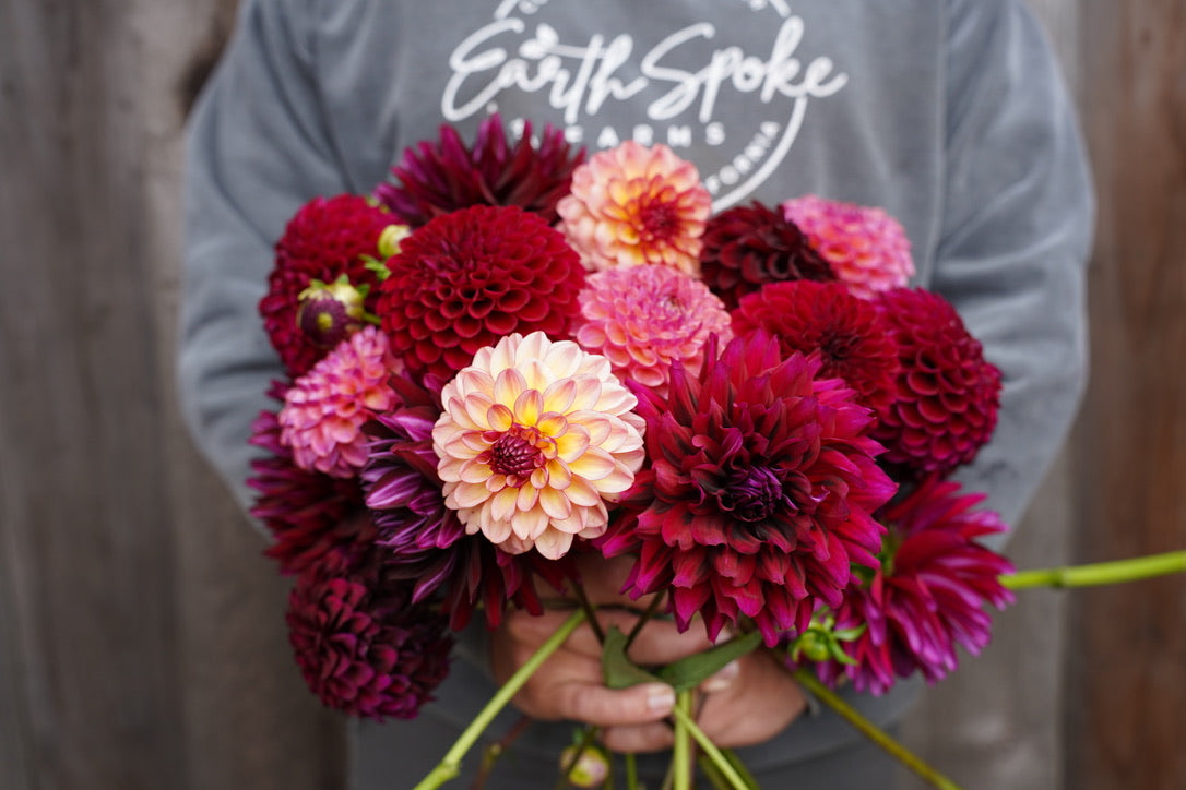 Dahlia Tuber Bundles