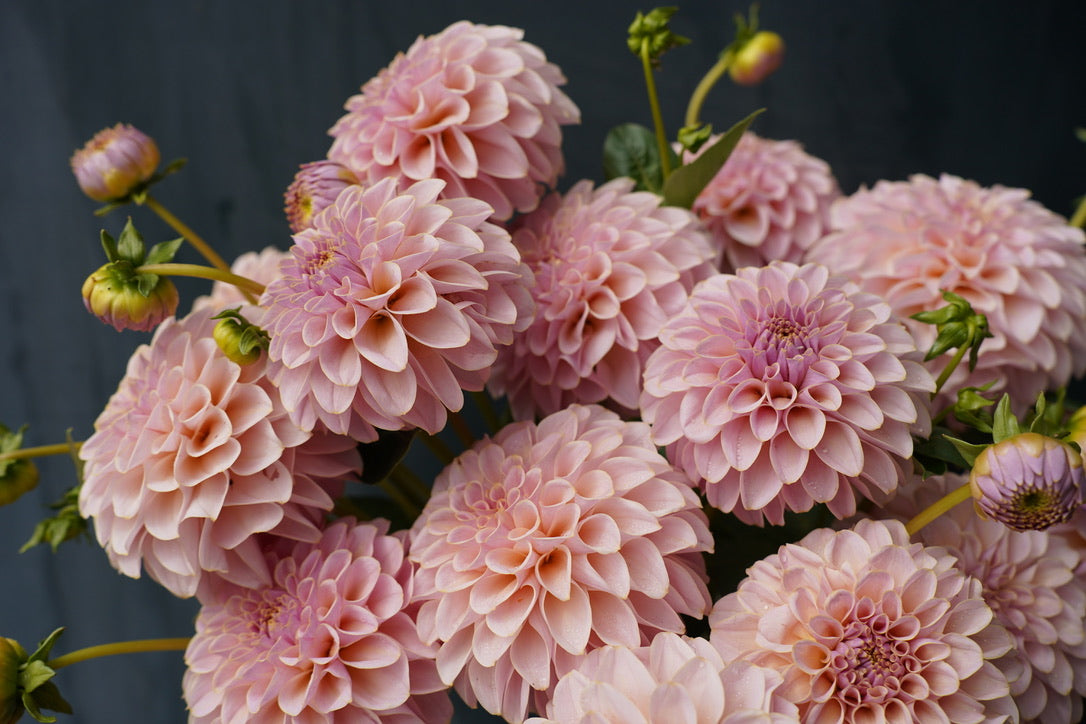 KA's® Cinder Rose