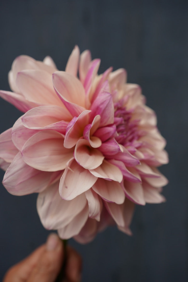 KA's® Penny Lane Dahlia Tuber