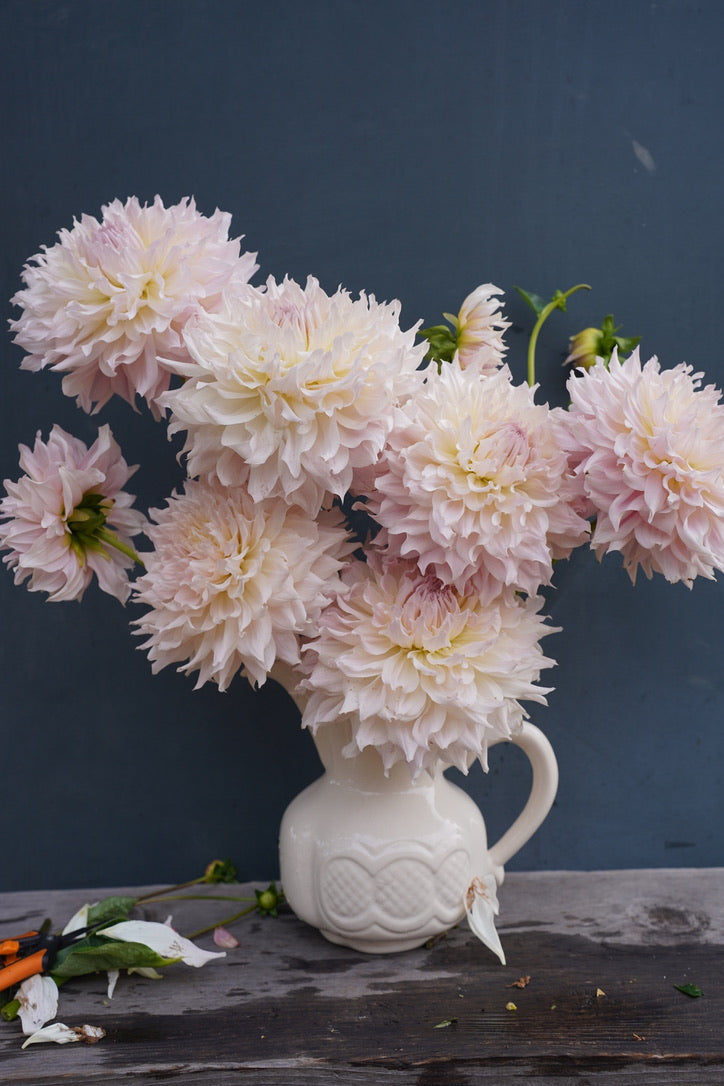 KA's® Cloud Dahlia Tuber