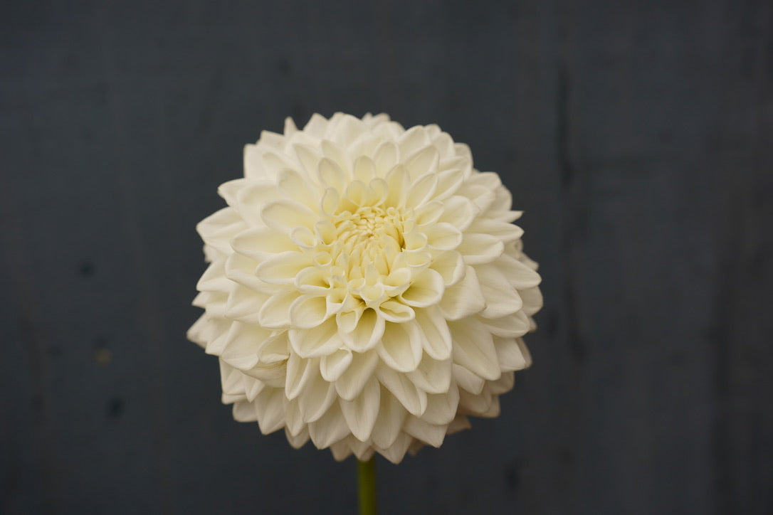 Blizzard Dahlia Tuber
