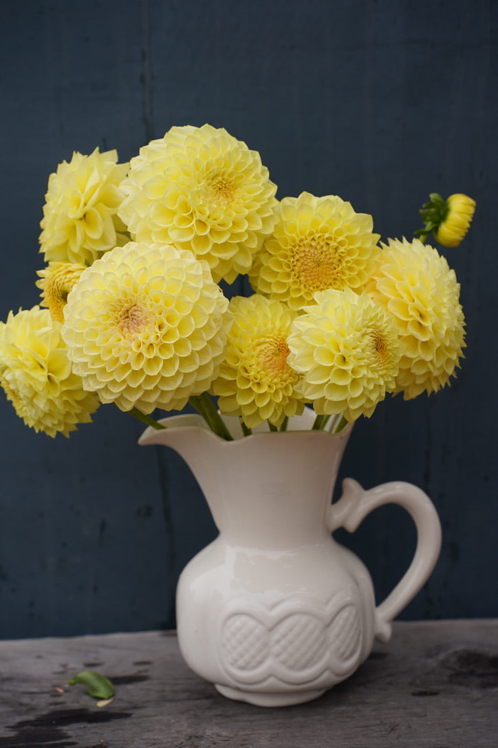 Winholme Diane