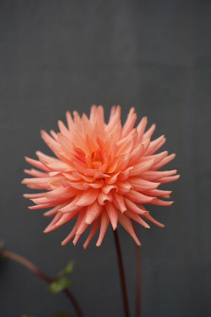 Preference Dahlia Tuber