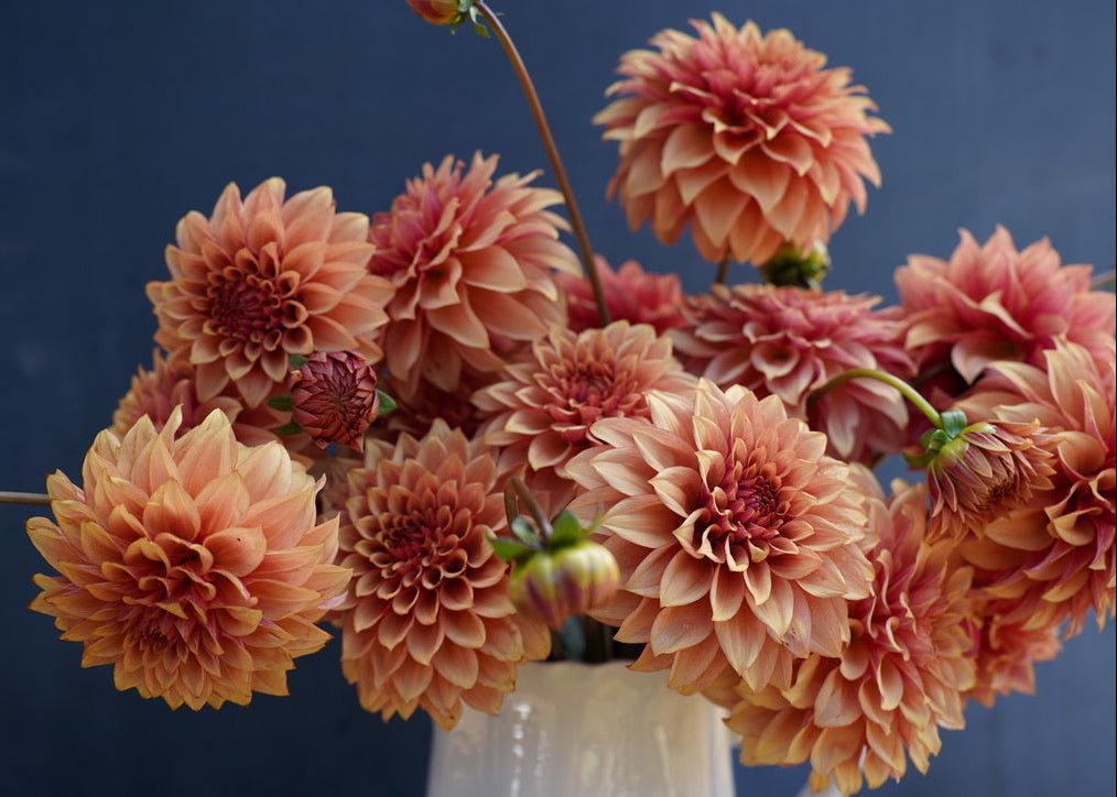 KA's® Crème Brulee