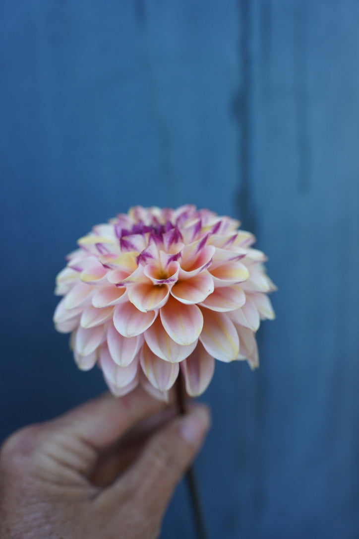 Wine Eyed Jill Dahlia Tuber