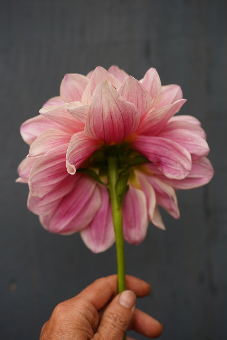 KA's® Penny Lane Dahlia Tuber