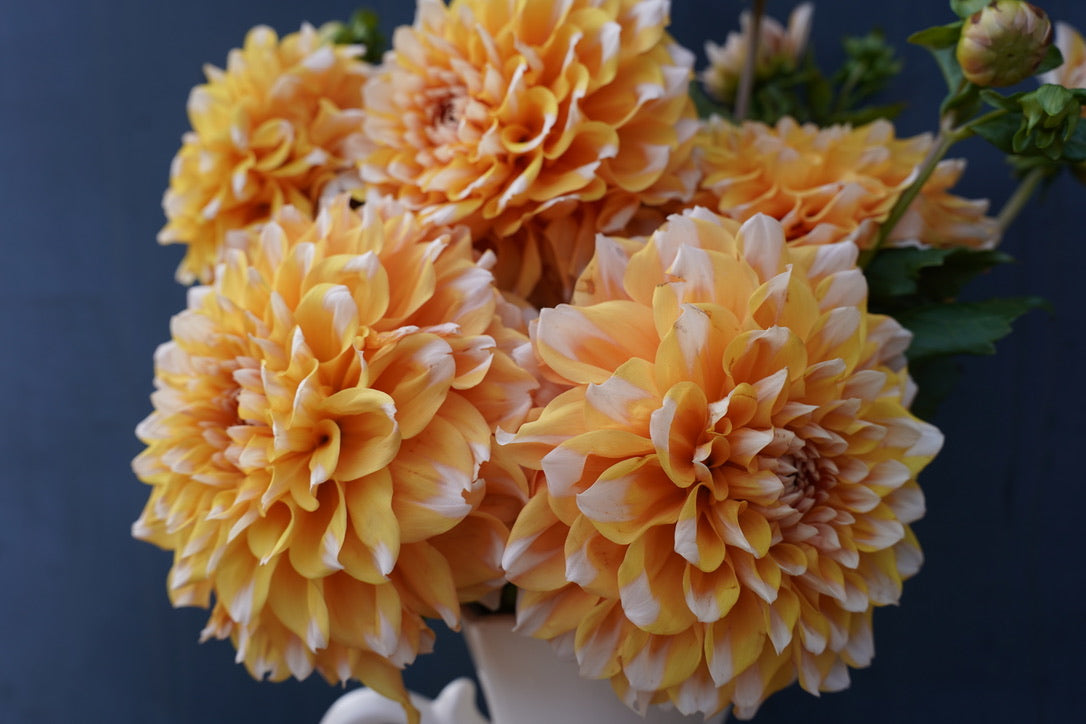 Hollyhill Orange Ice