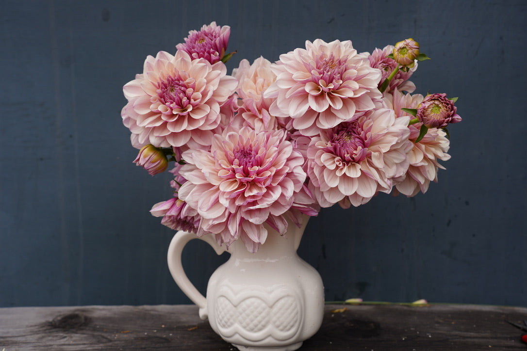 KA's® Penny Lane Dahlia Tuber
