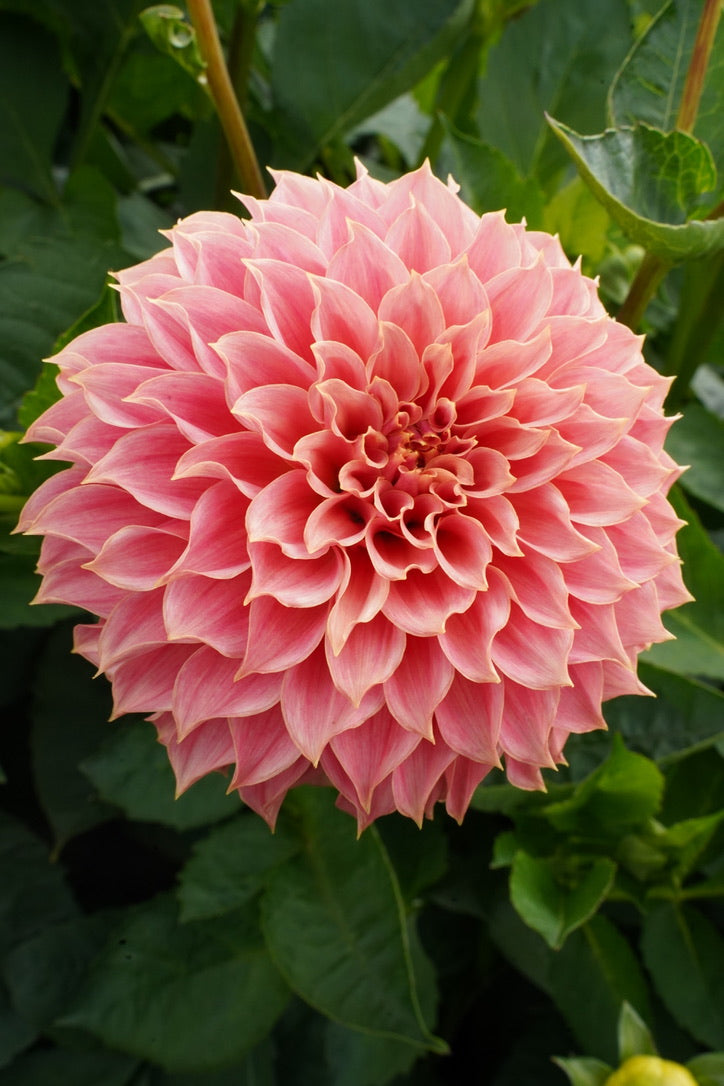 KA's® Coral Sea