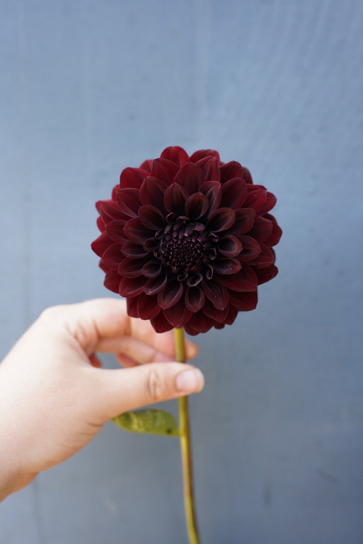 Raspberry Romance Collection