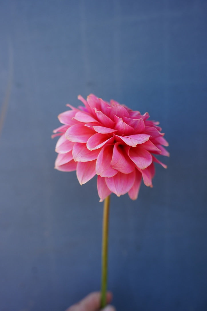 KA's® Boho Peach