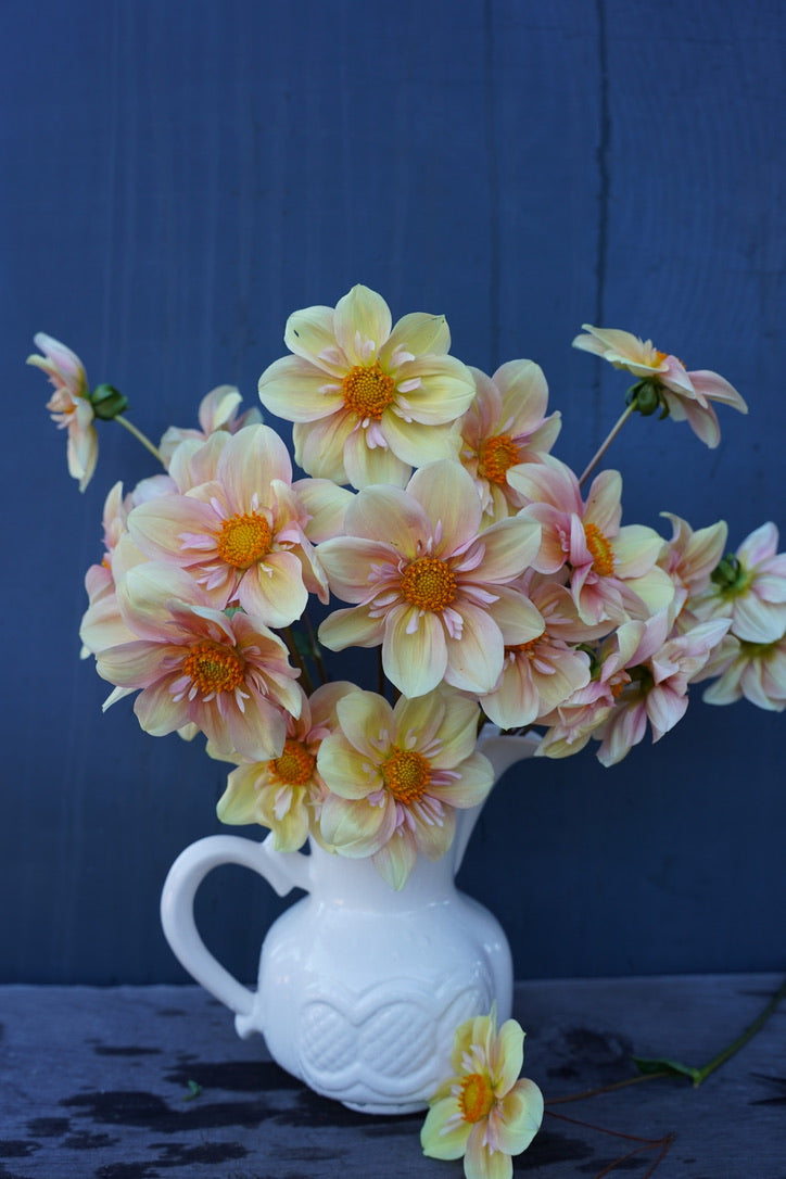 Apple Blossom
