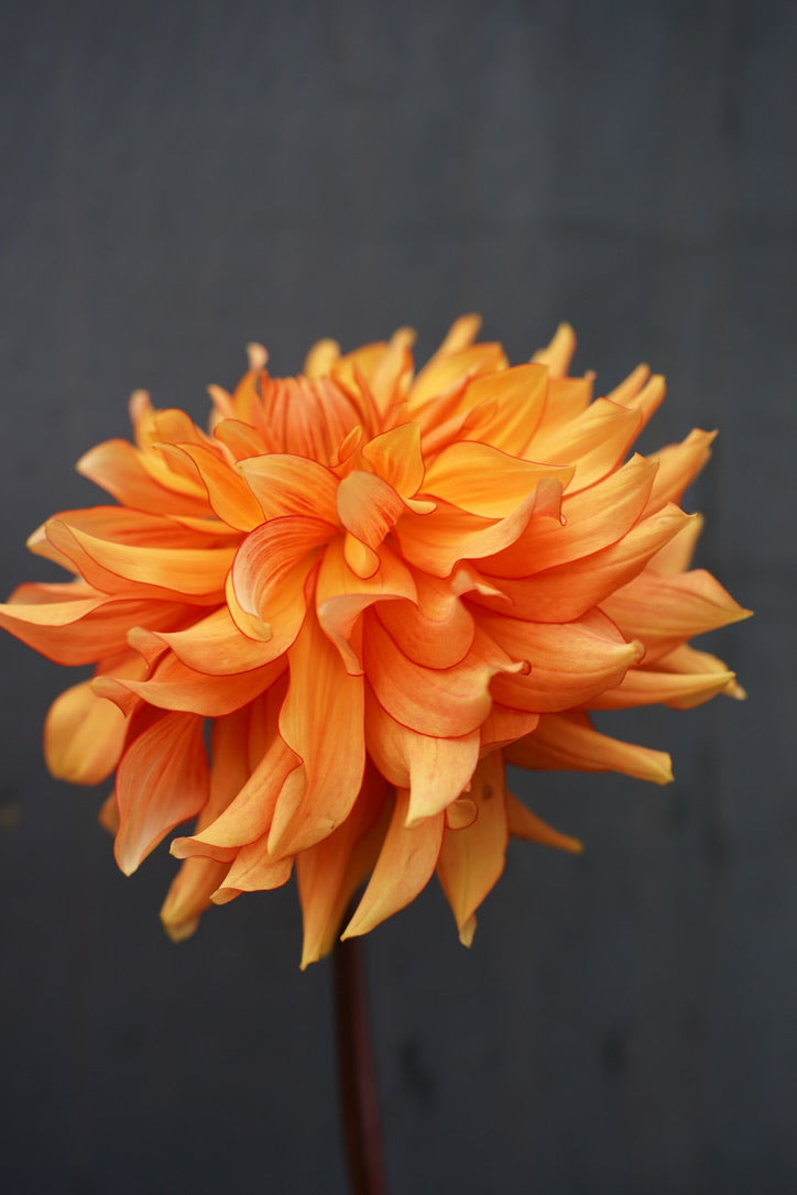 Mary P Dahlia Tuber