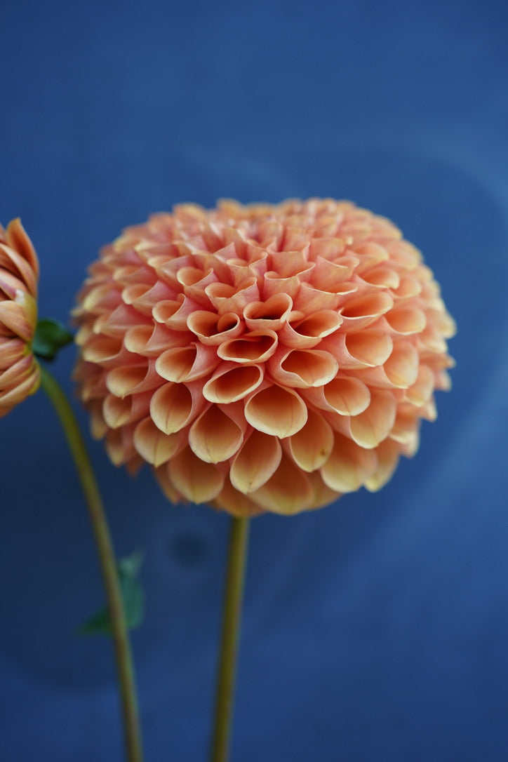 Hy Suntan Dahlia Tuber