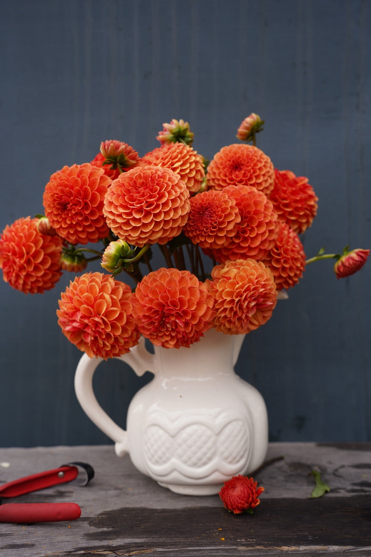 Valley Rust Bucket Dahlia Tuber