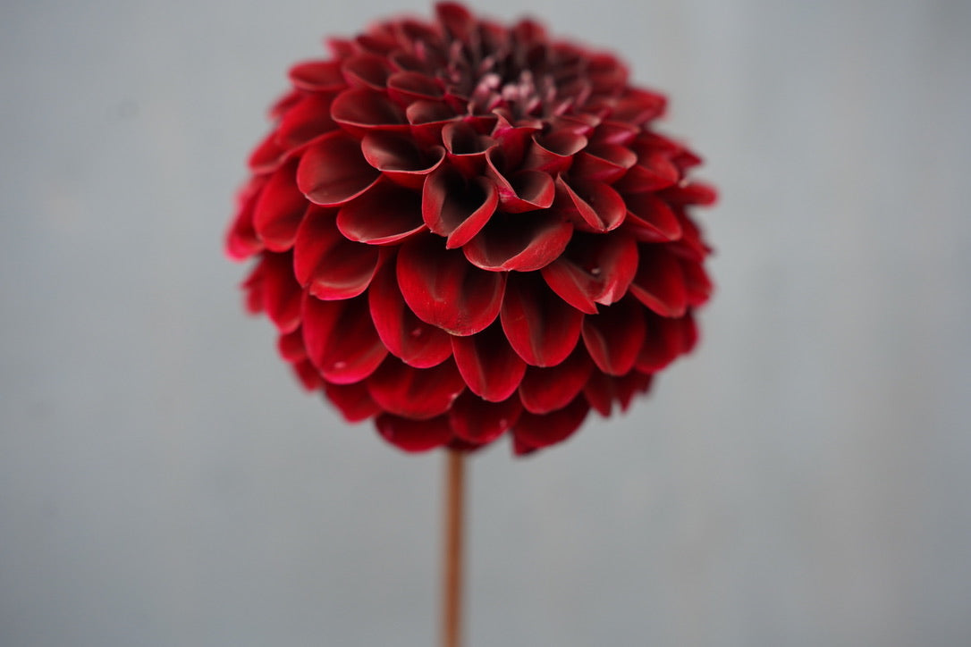 Lights Out Dahlia Tuber