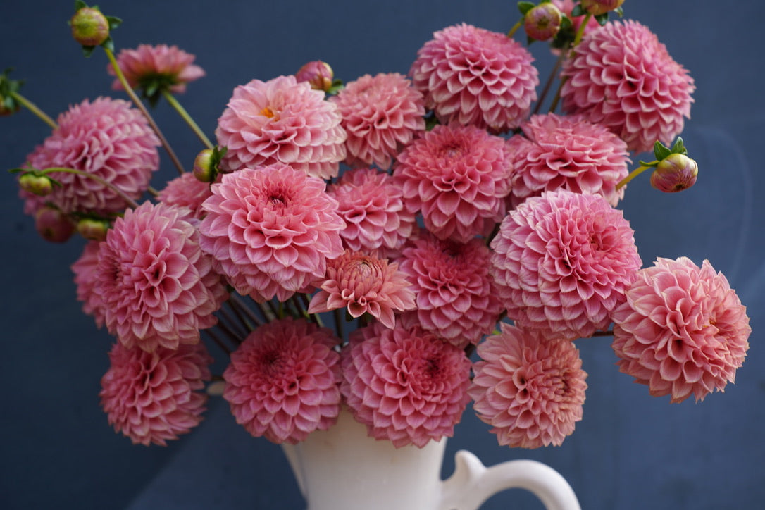 KA's® Janet's Joy Dahlia Tuber