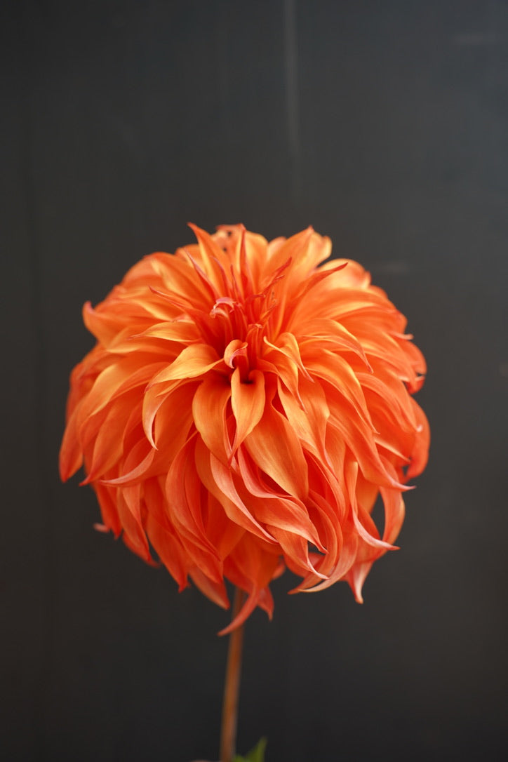 Dahlia Tuber - Bloomquist Jean | EarthSpoke Farms