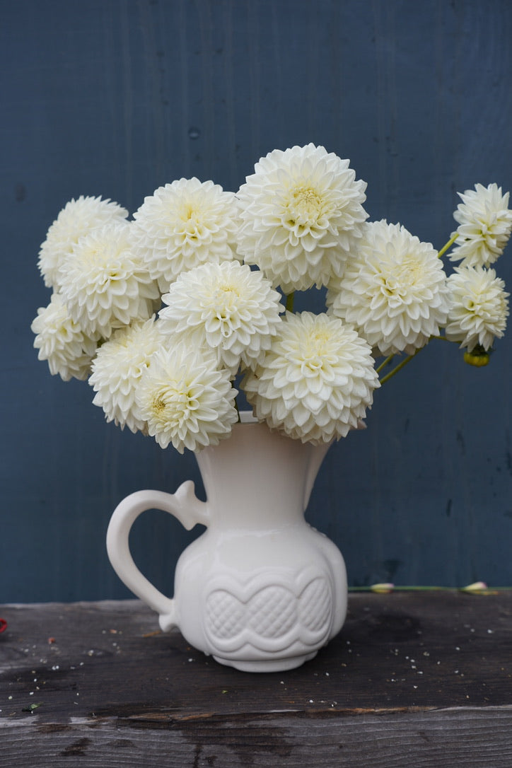 Blizzard Dahlia Tuber