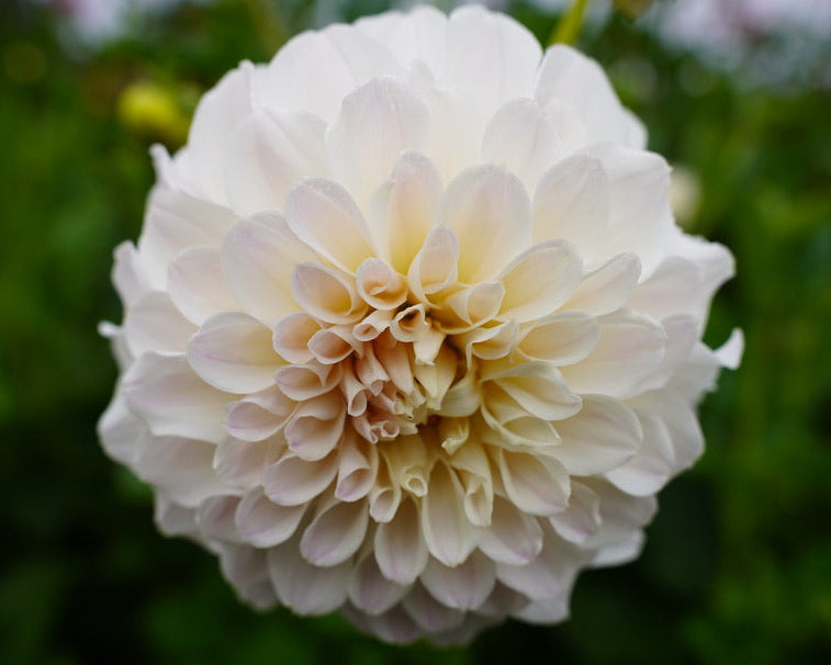 Irish Ruffles