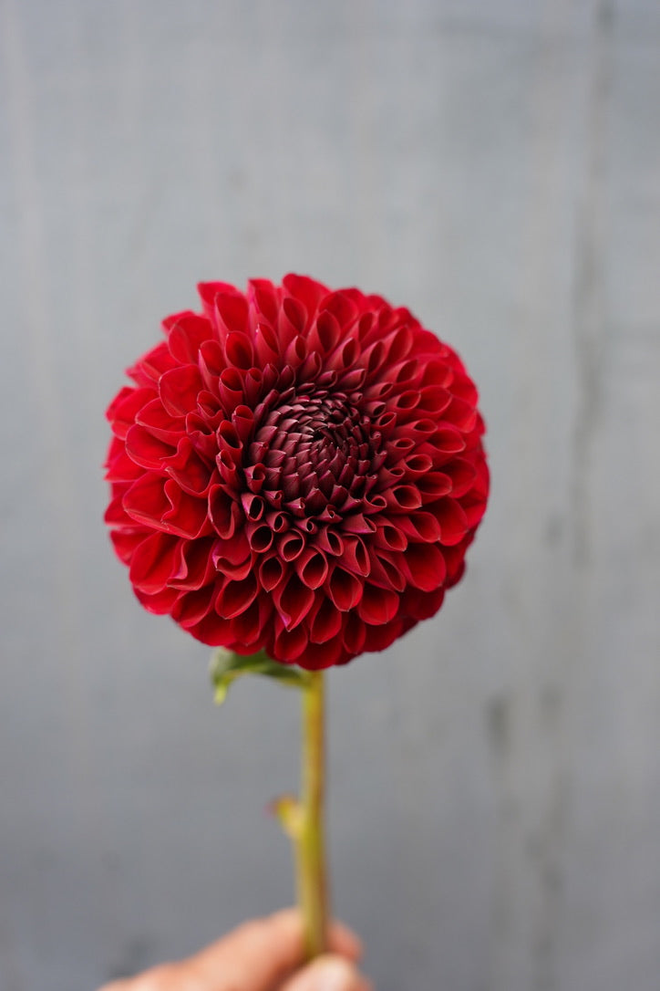 Raspberry Romance Collection