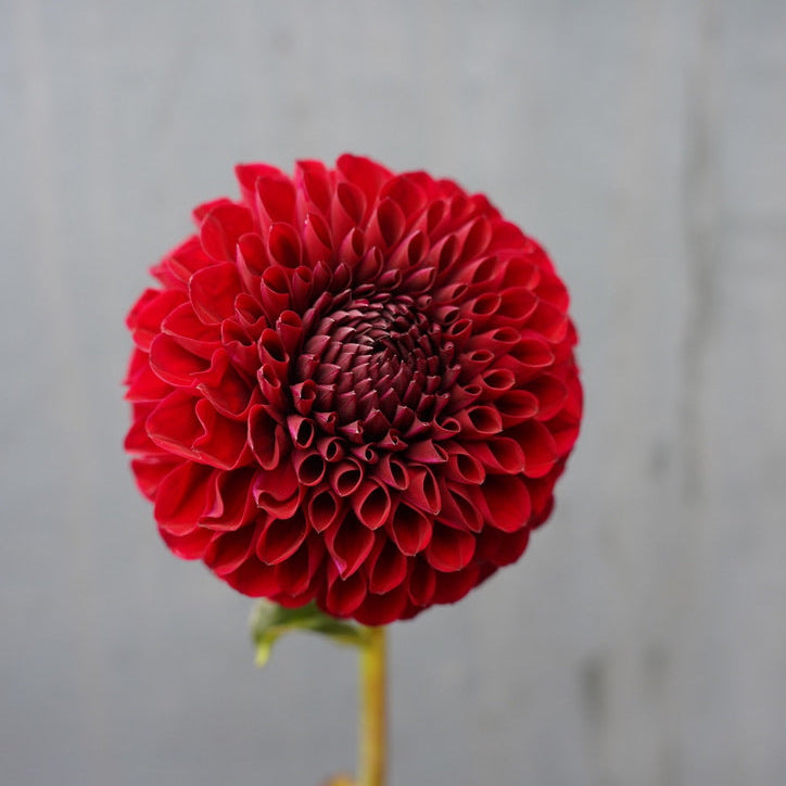 Raspberry Romance Collection