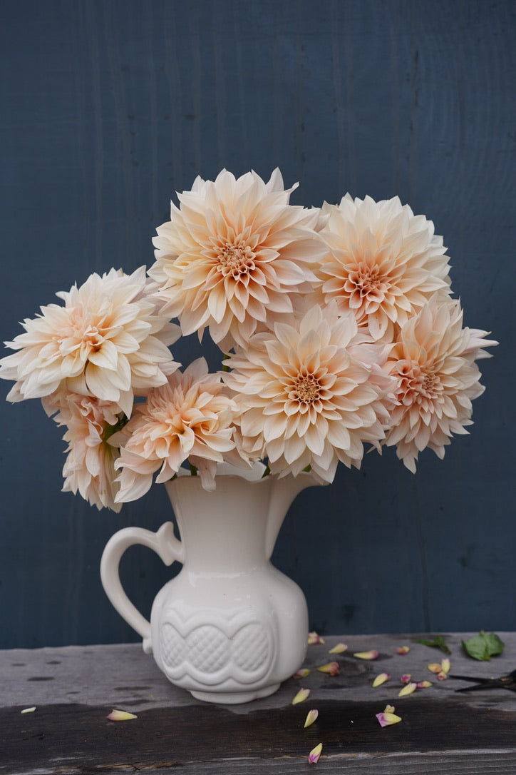 Café Au Lait Mini Dahlia Tuber