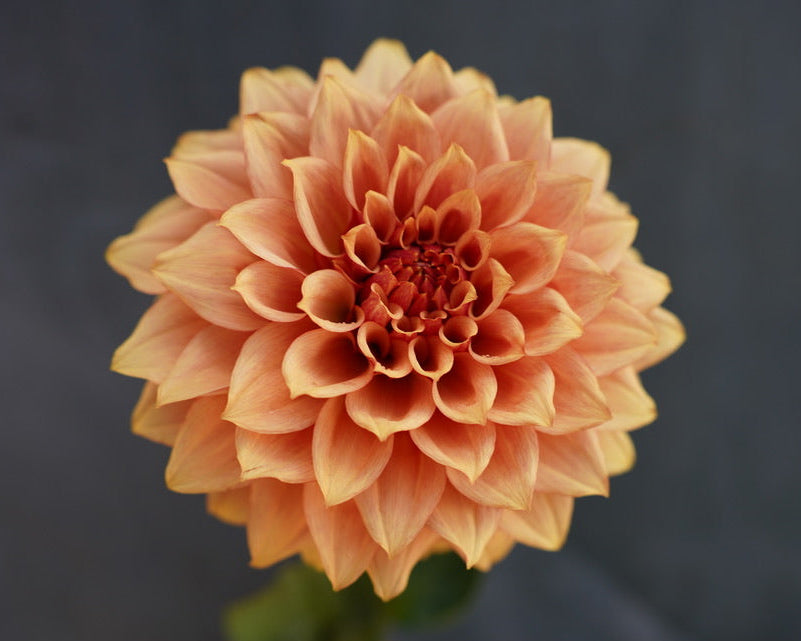 KA's® Crème Brulee