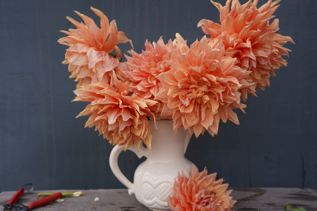 Sherwood Peach Dahlia Tuber