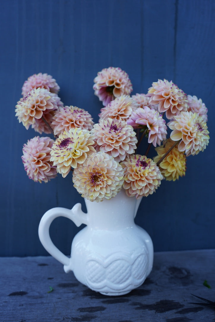 Wine Eyed Jill Dahlia Tuber