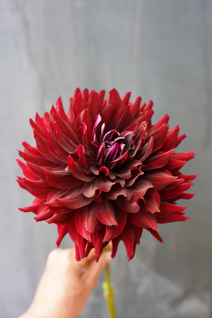 Raspberry Romance Collection