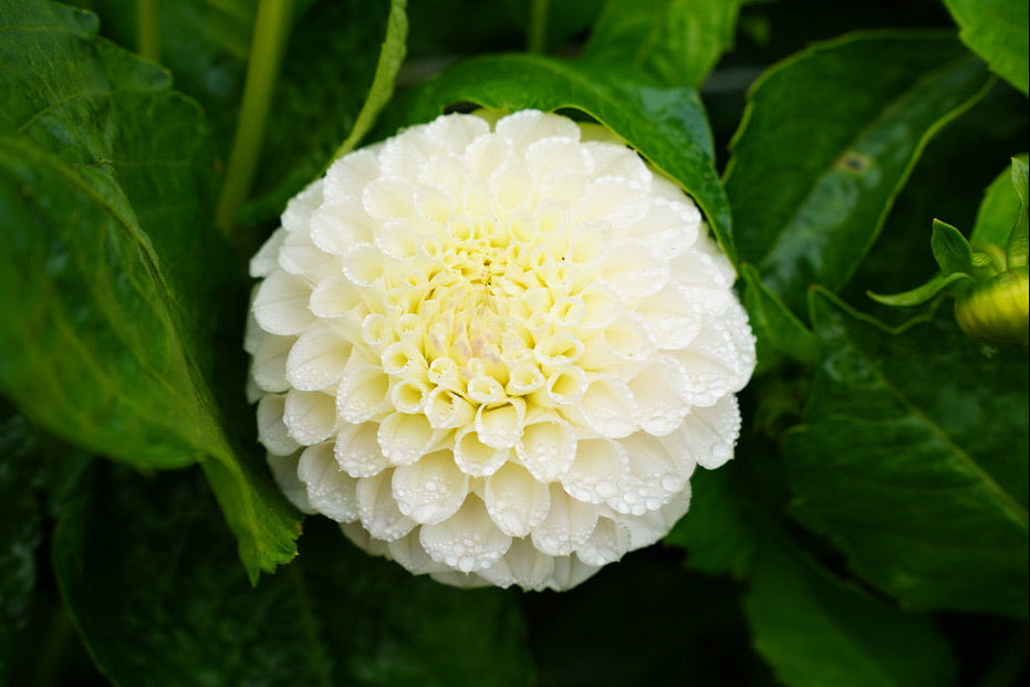 Ferncliff Pearl