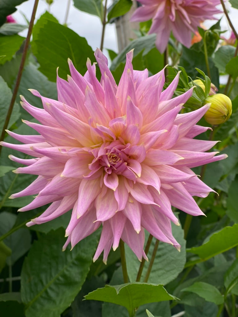 Wyn's Mauve Mist