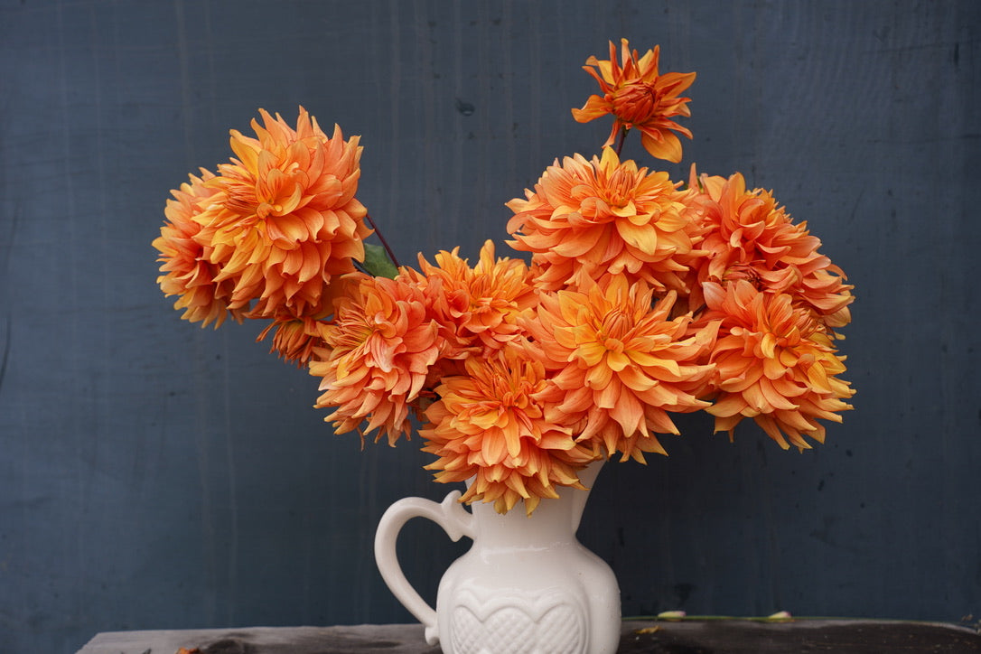 Mary P Dahlia Tuber