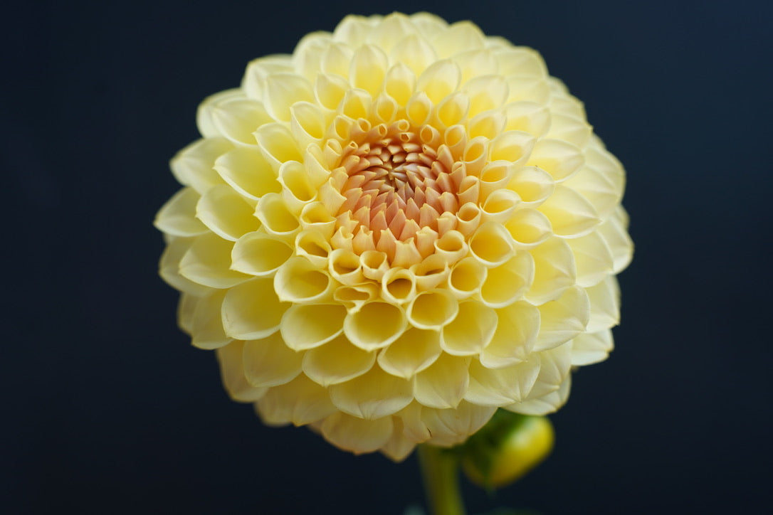 Winholme Diane