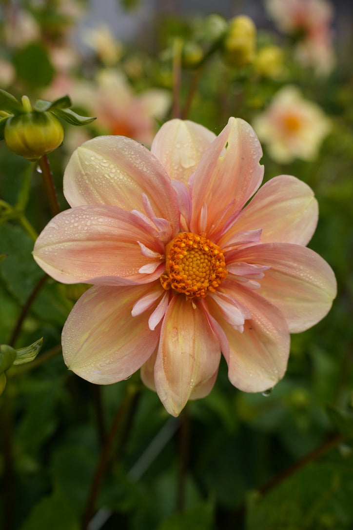 Apple Blossom
