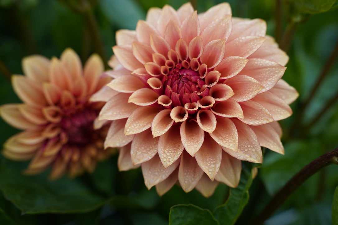 KA's® Crème Brulee