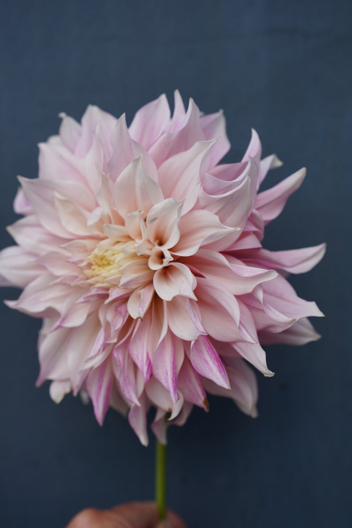 Café au Lait Royale Dahlia Tuber