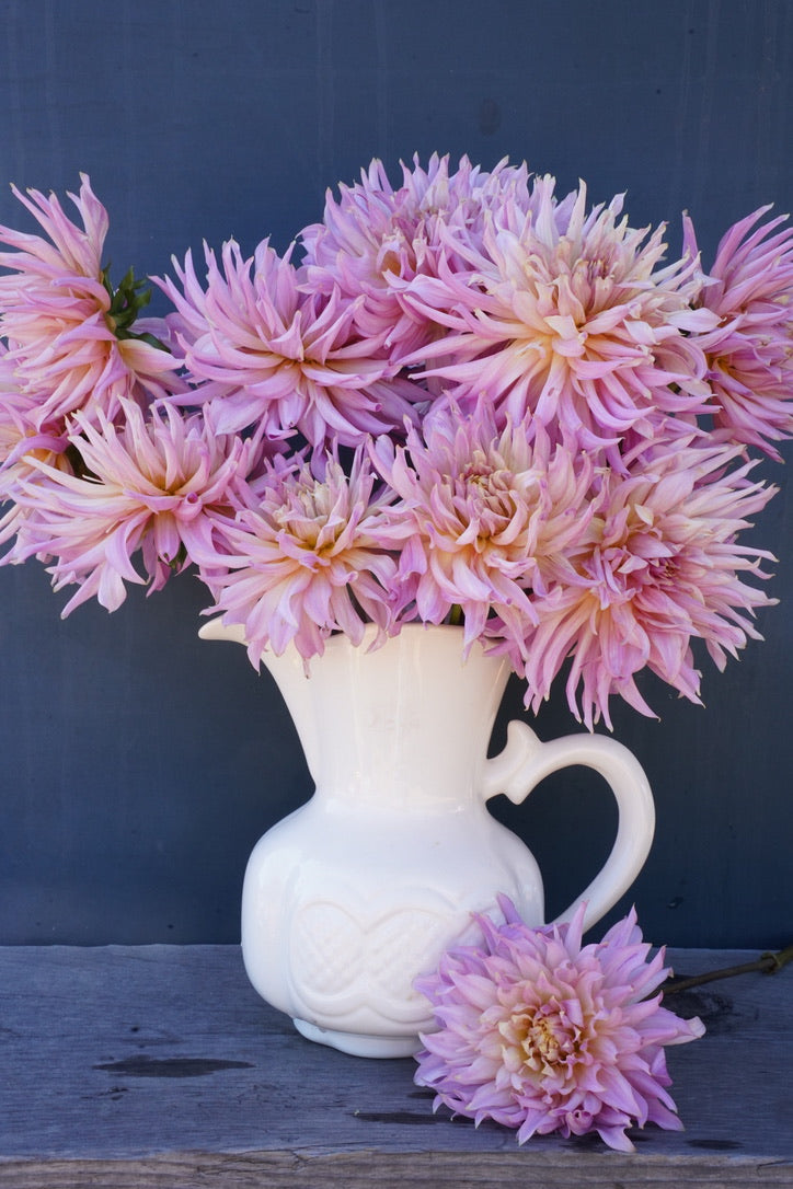 Wyn's Mauve Mist