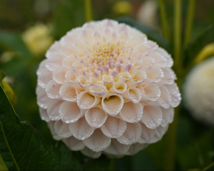 Ferncliff Pearl