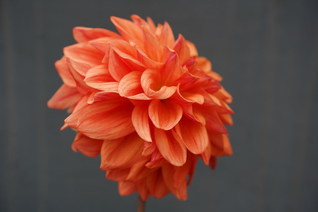 Ferncliff Copper