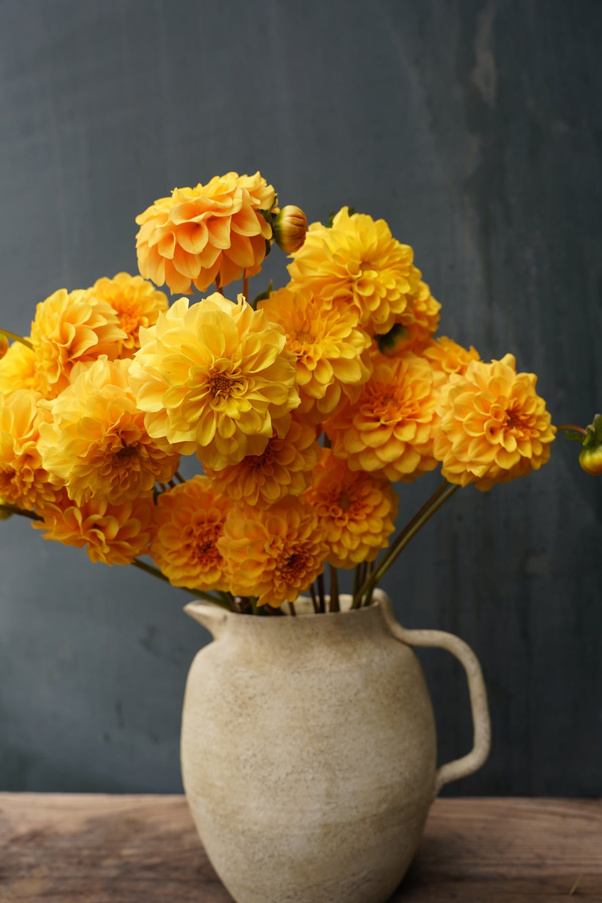 Dahlia Tuber - Golden Scepter | EarthSpoke Farms