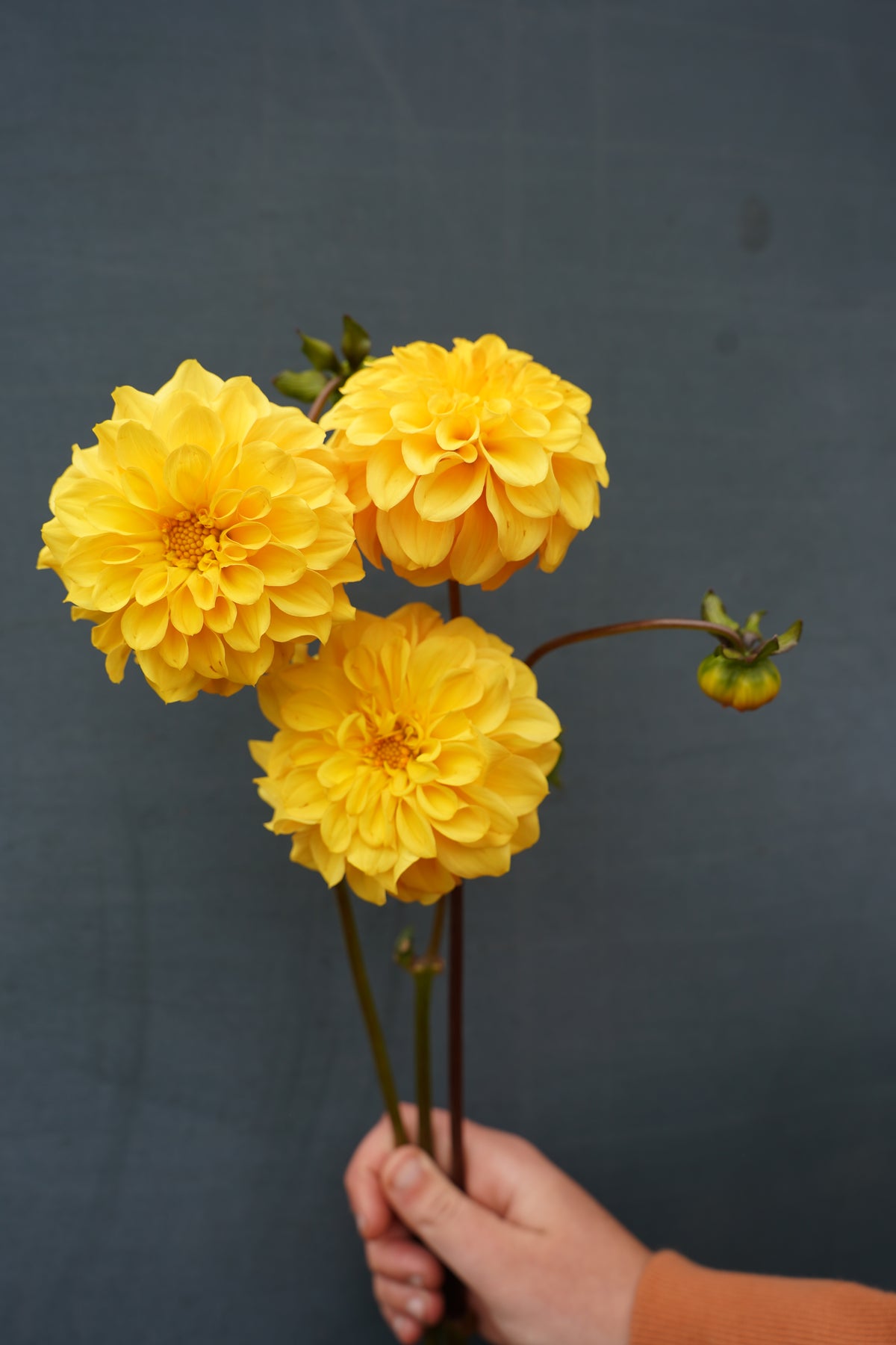 Dahlia Tuber - Golden Scepter | EarthSpoke Farms