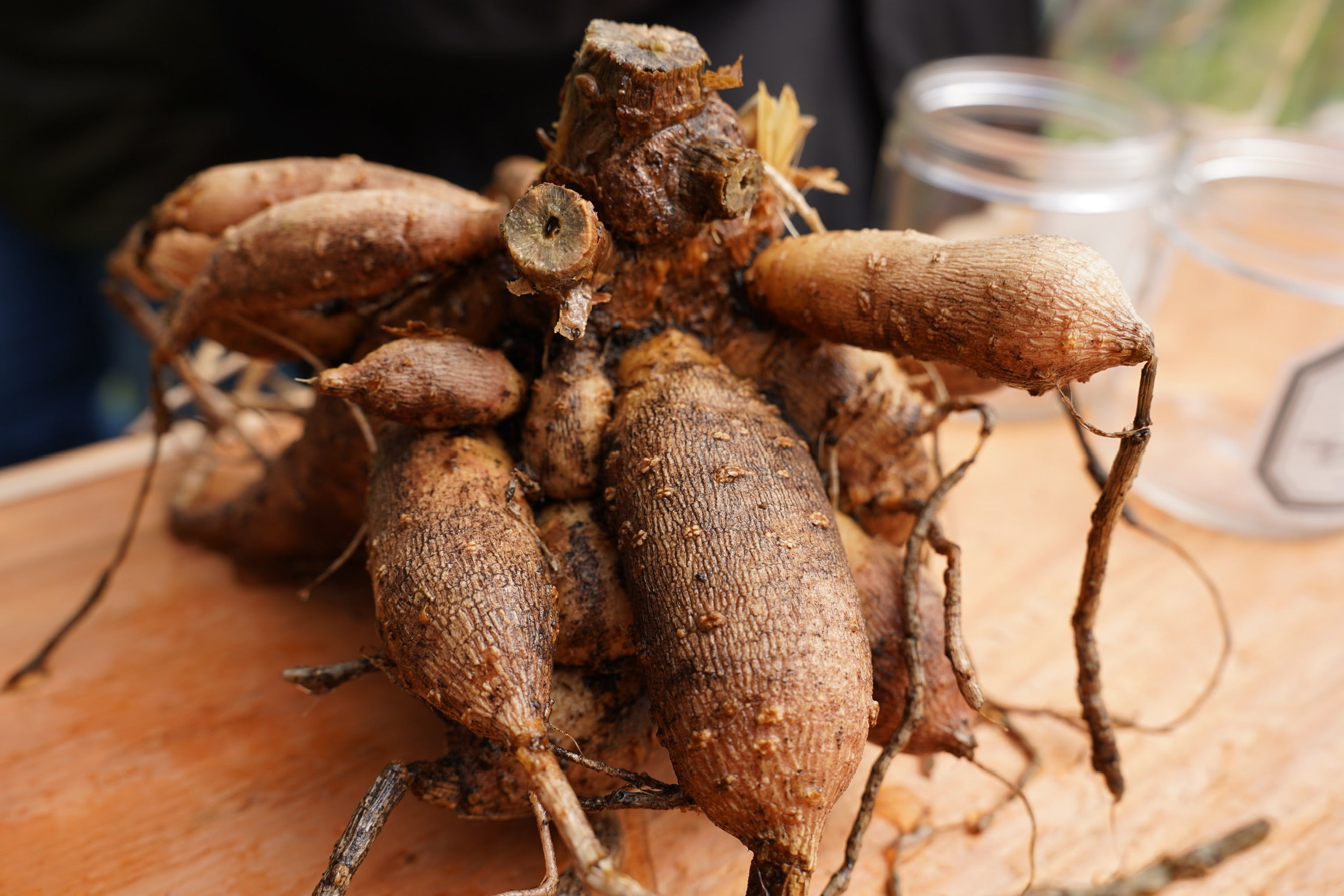 Hands-On Dahlia Tuber Division Workshop October 2025