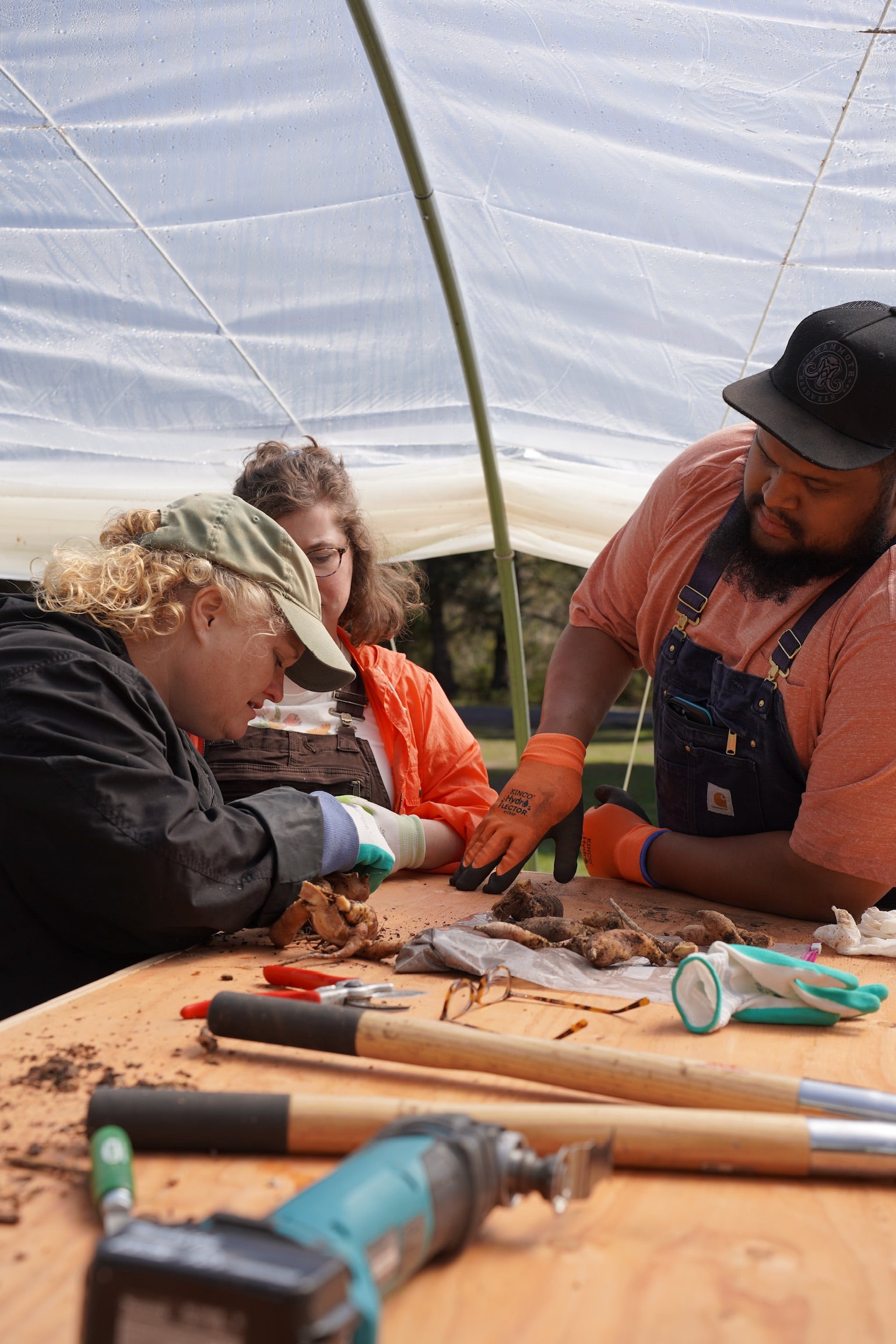 Hands-On Dahlia Tuber Division Workshop October 2025