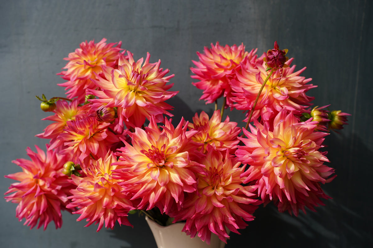 Dahlia Tuber - Bloomquist Dawn | EarthSpoke Farms