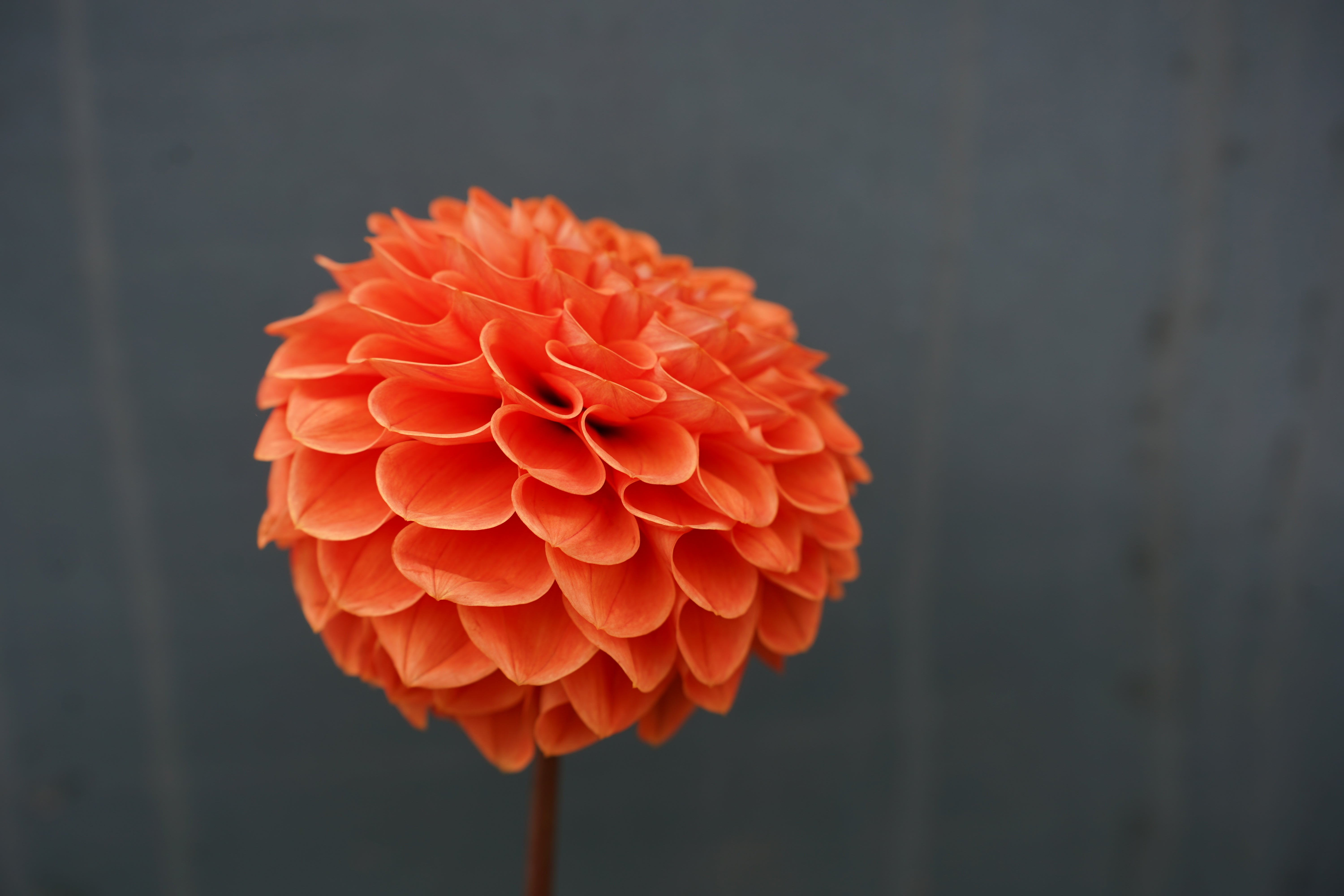 Tahoma Amble Dahlia Tuber