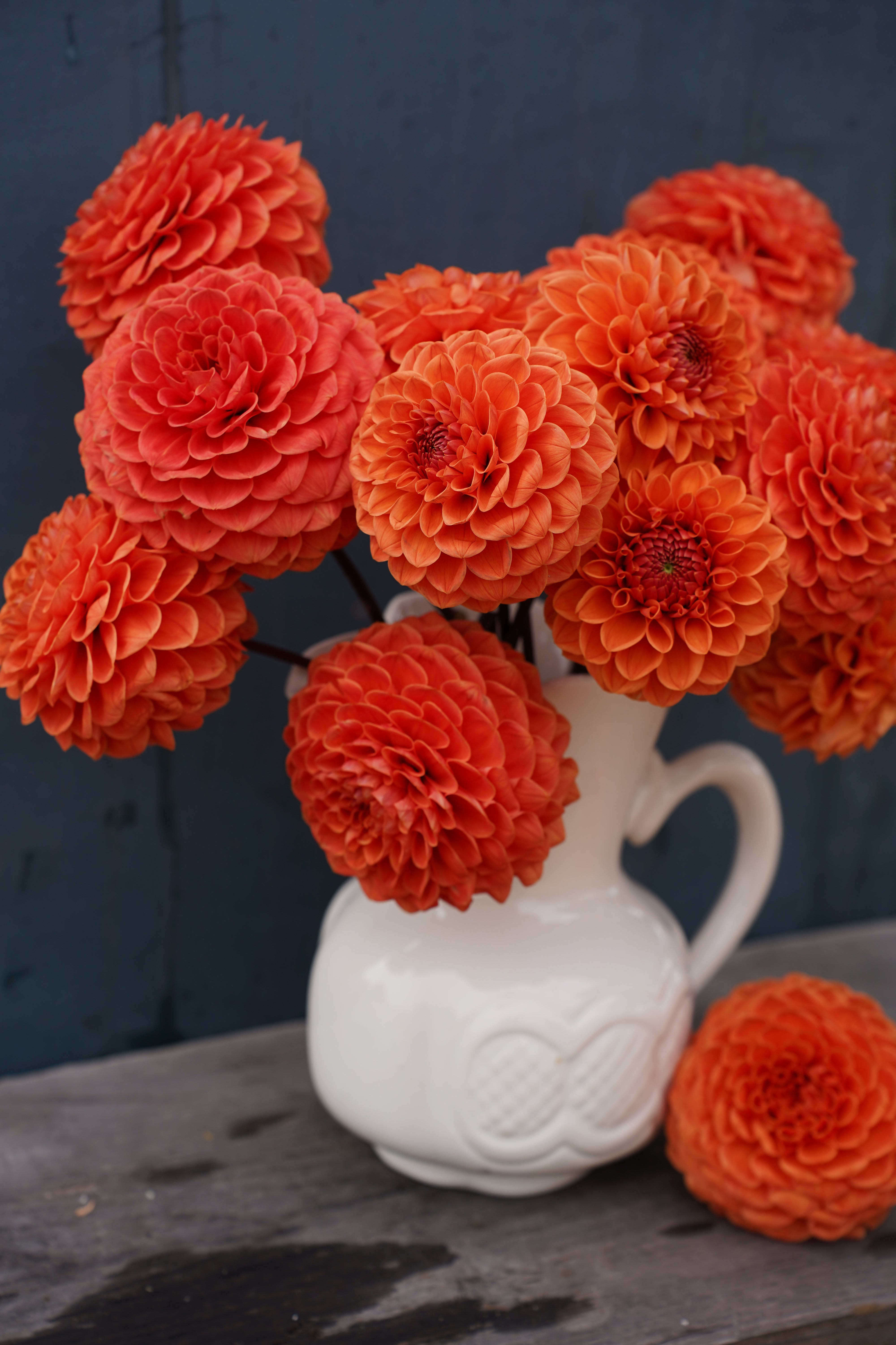 Tahoma Amble Dahlia Tuber